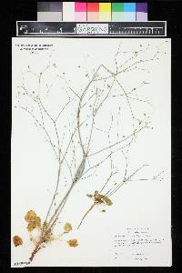 Eriogonum inflatum image