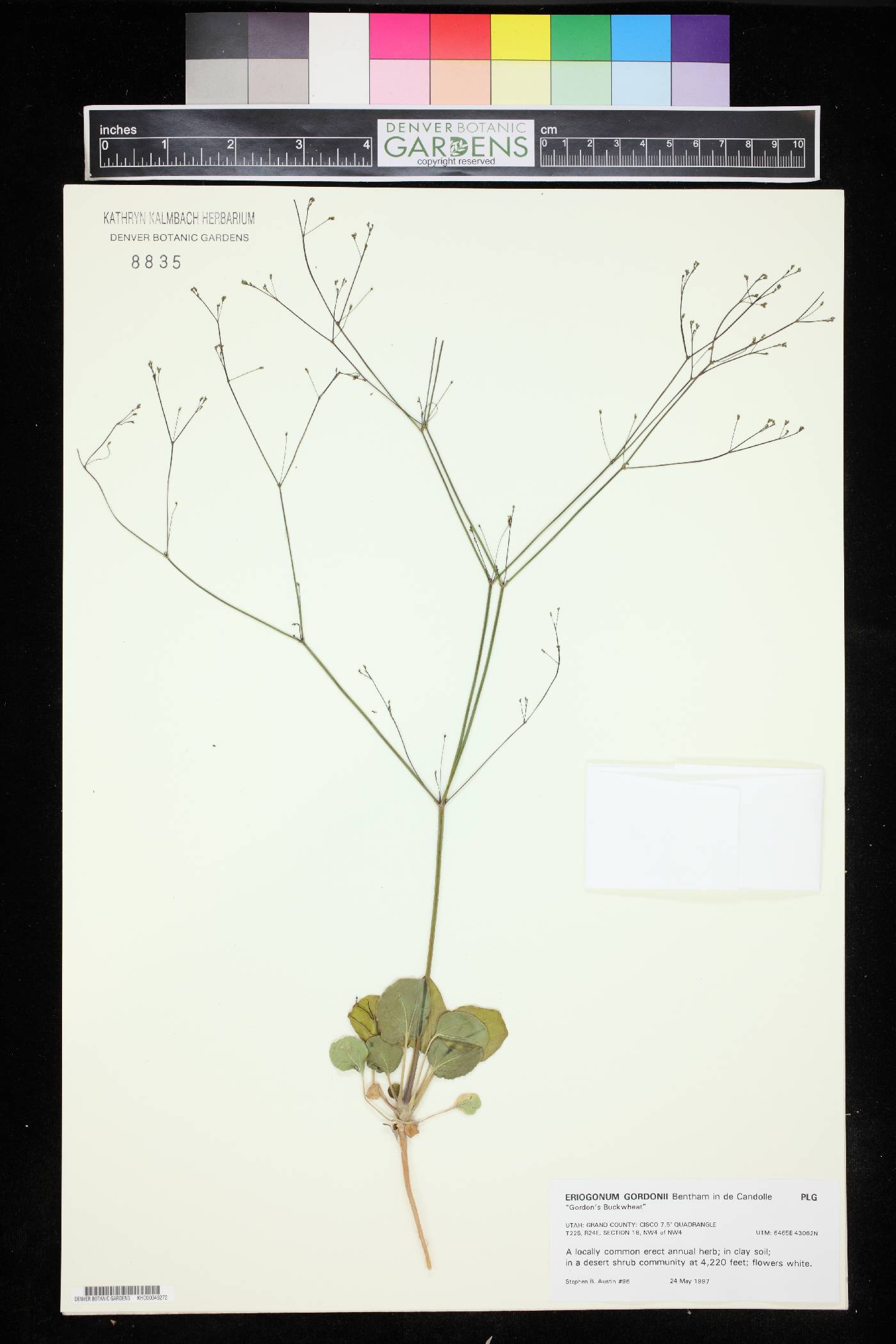 Eriogonum gordonii image