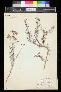 Eriogonum microtheca var. simpsonii image