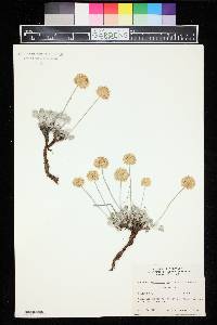 Eriogonum ovalifolium image