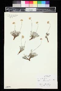 Eriogonum ovalifolium image