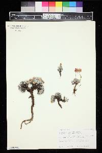 Eriogonum ovalifolium image