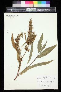 Rumex verticillatus image