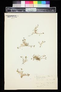 Calandrinia caulescens image