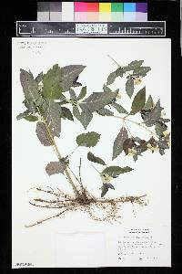 Lysimachia punctata image