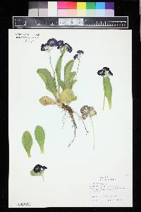 Primula auricula image