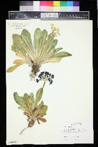 Image of Primula auricula