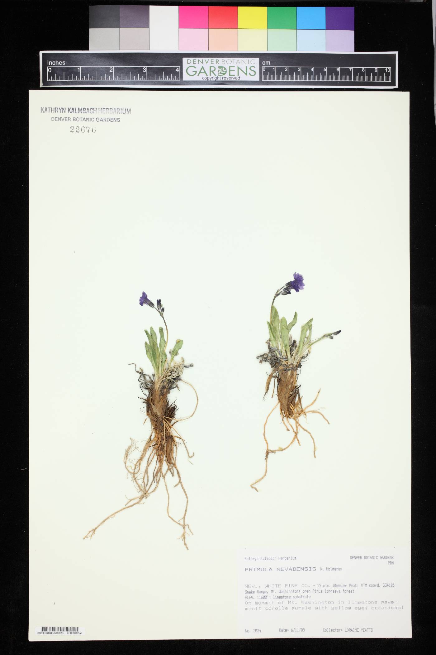 Primula nevadensis image