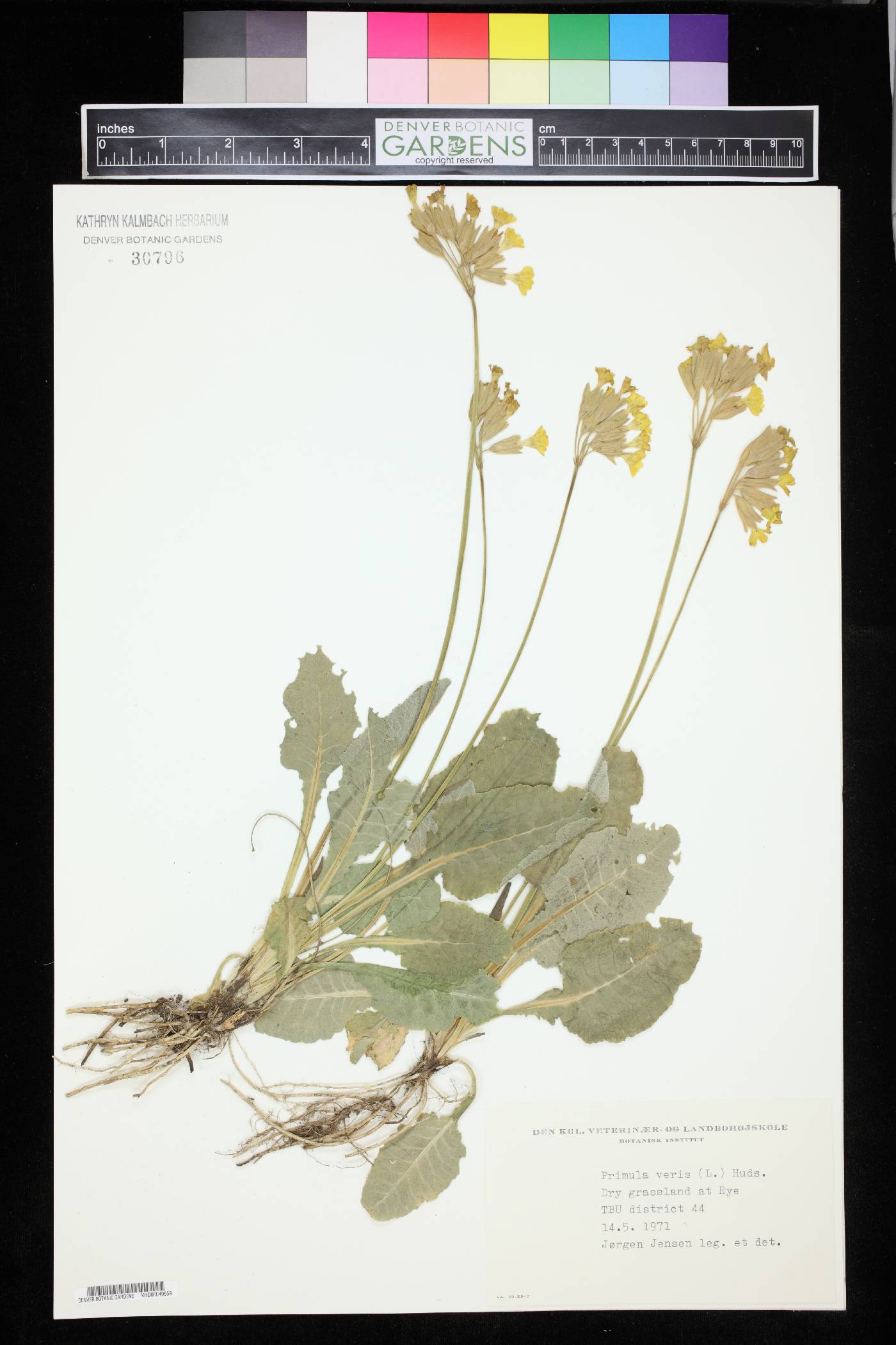 Primula veris image