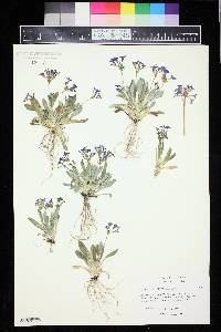 Image of Primula darialica