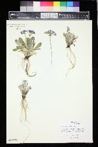 Image of Primula frondosa