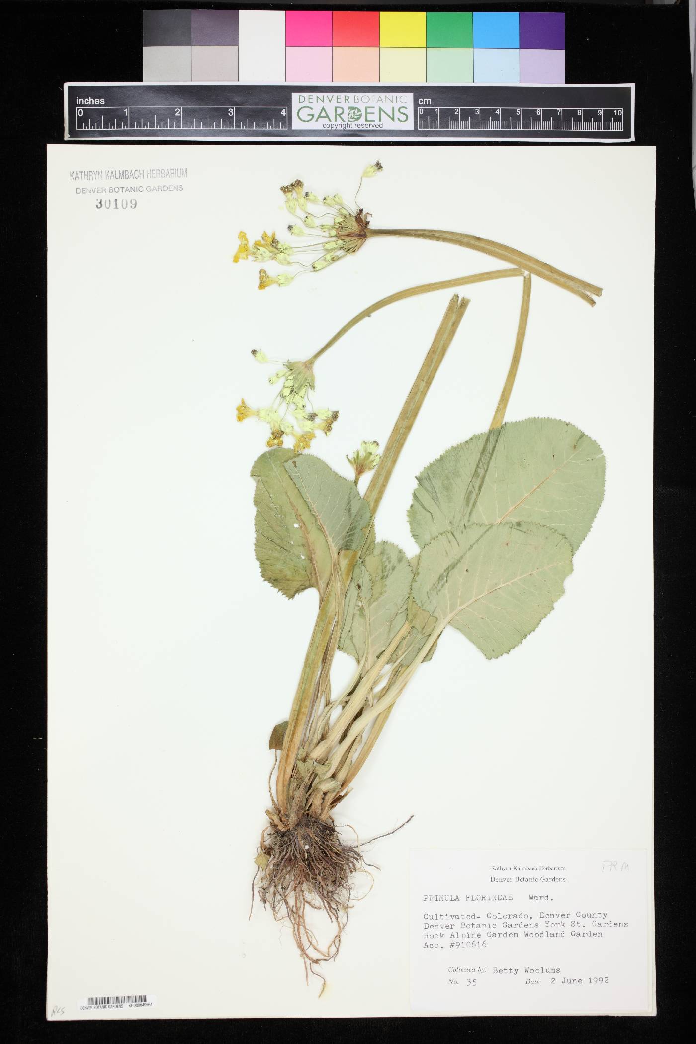 Primula florindae image