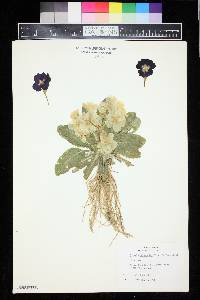 Primula polyantha image