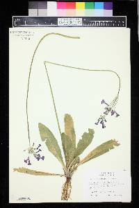 Image of Primula secundiflora