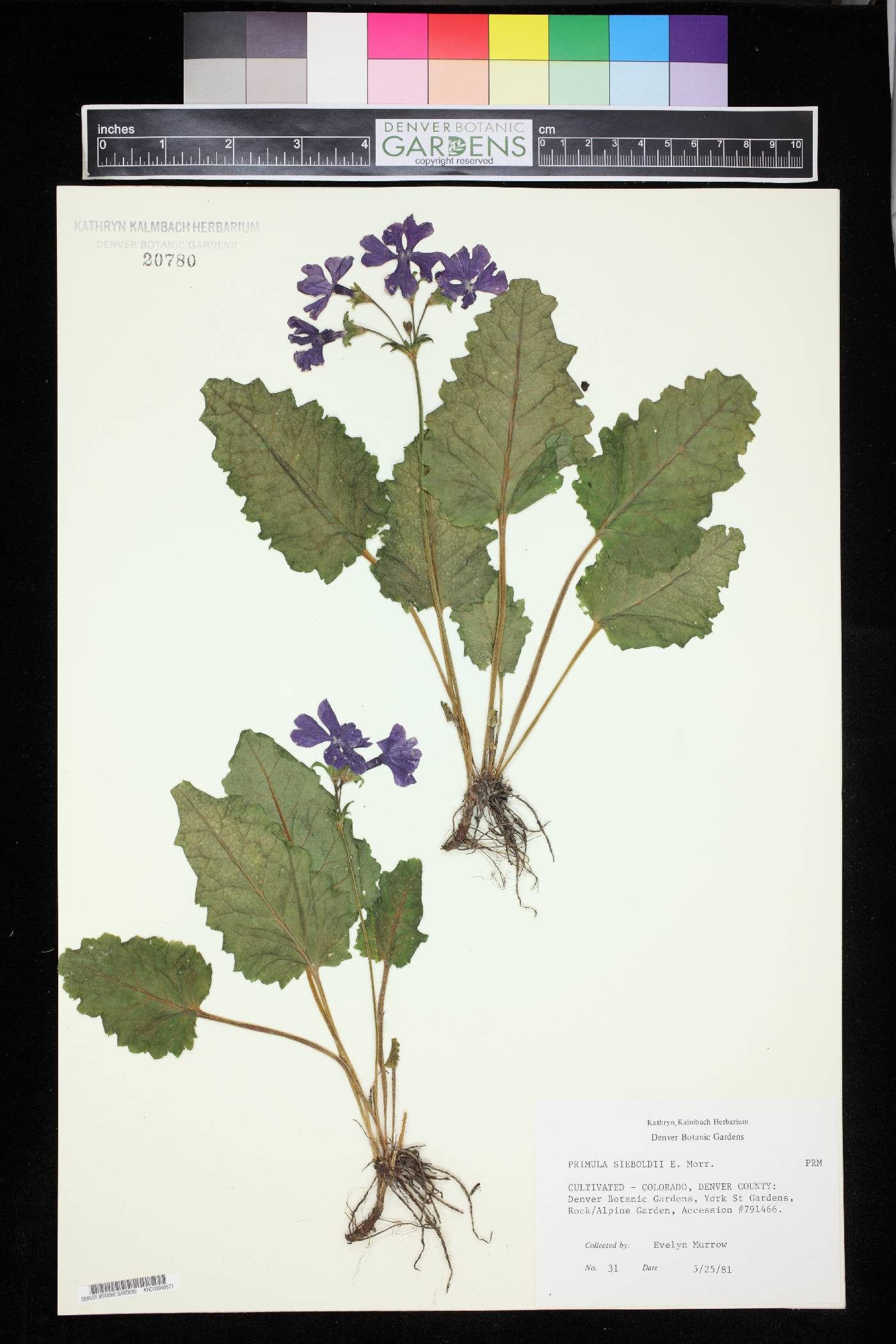 Primula sieboldii image