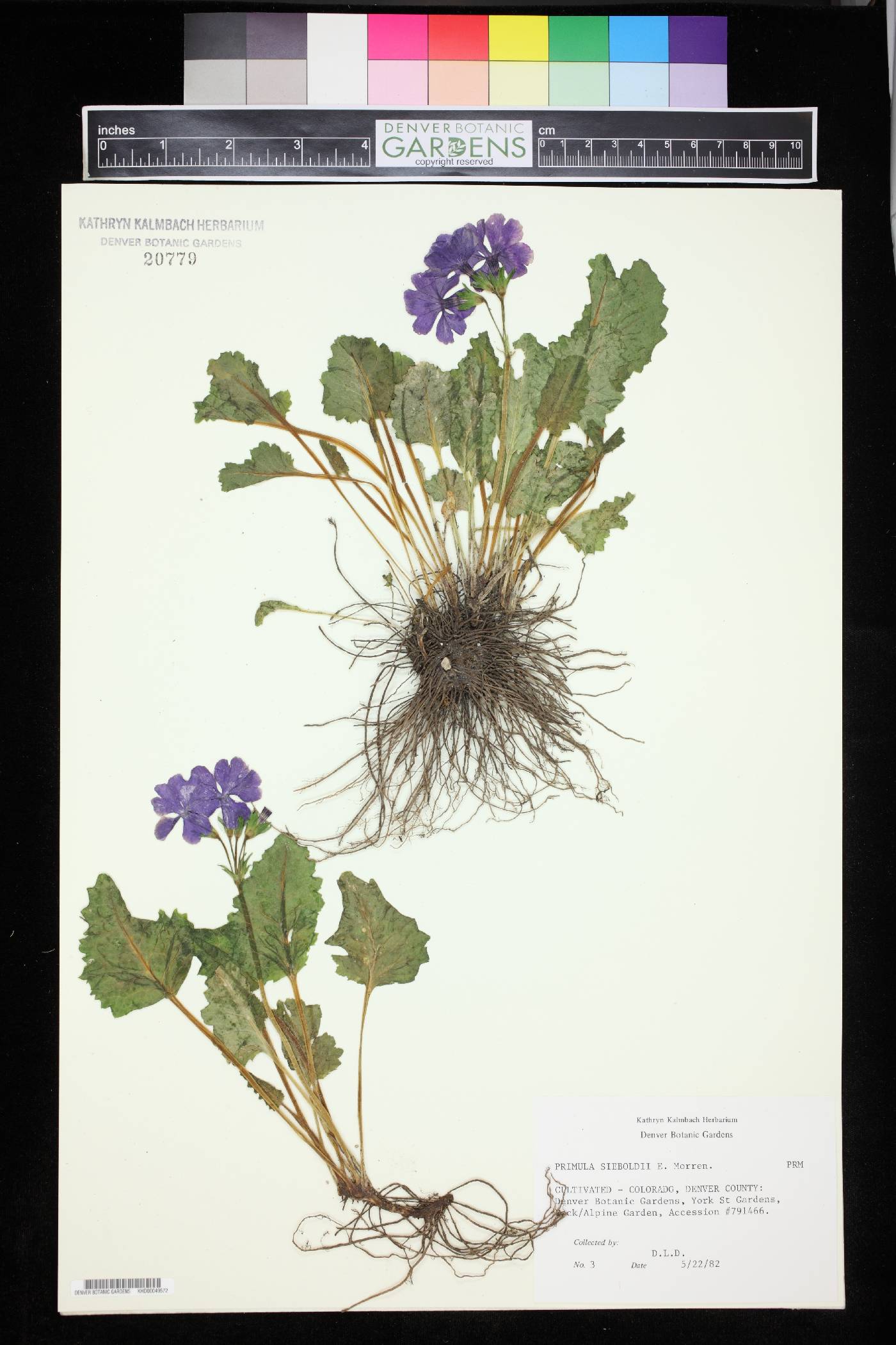 Primula sieboldii image