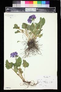 Primula sieboldii image