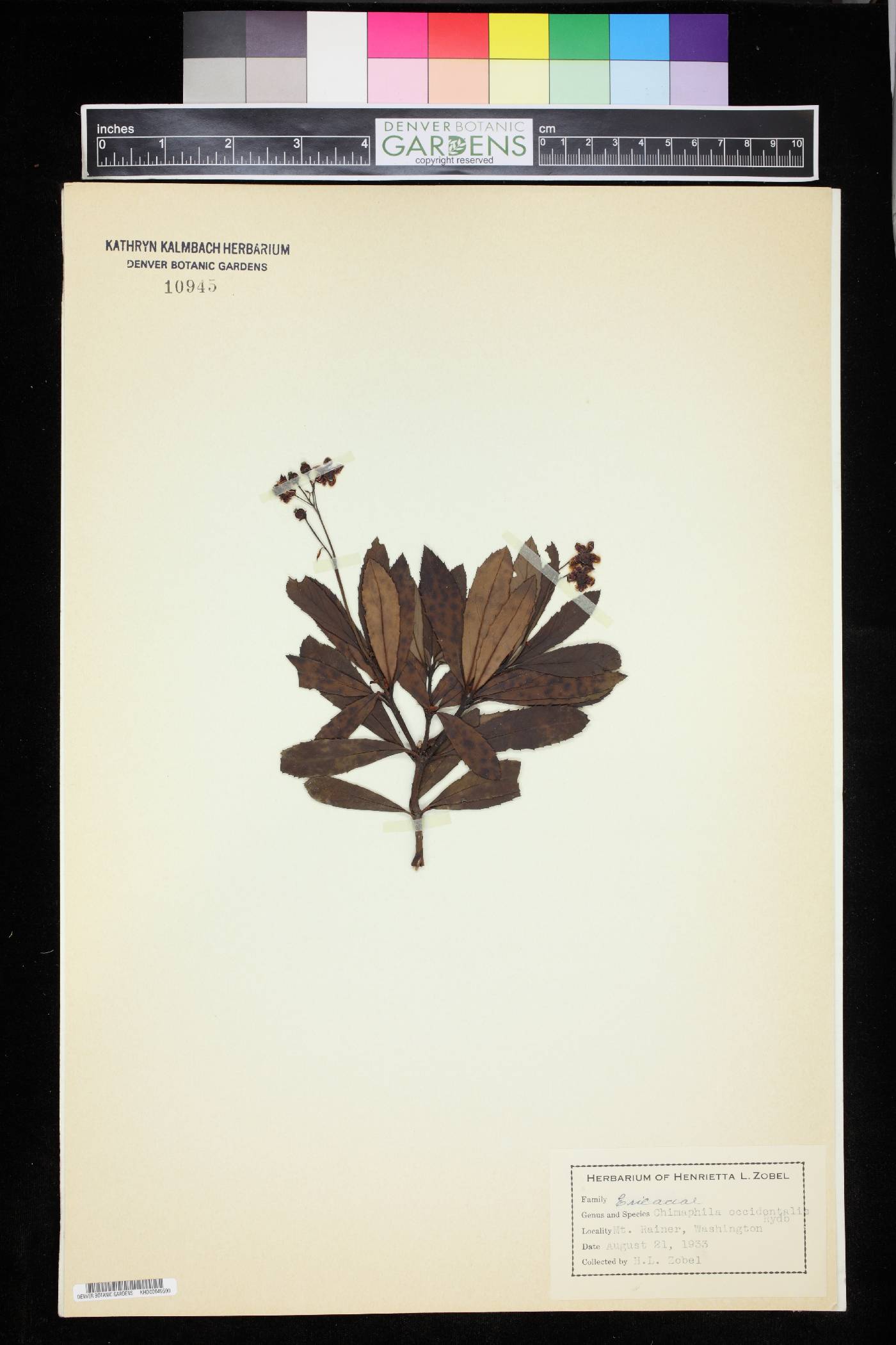 Chimaphila occidentalis image