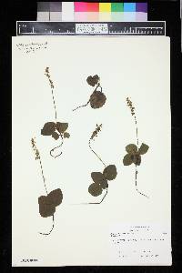 Pyrola asarifolia image