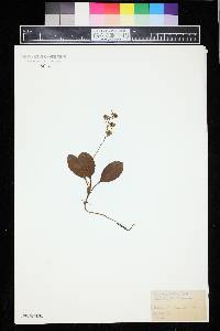 Pyrola elliptica image