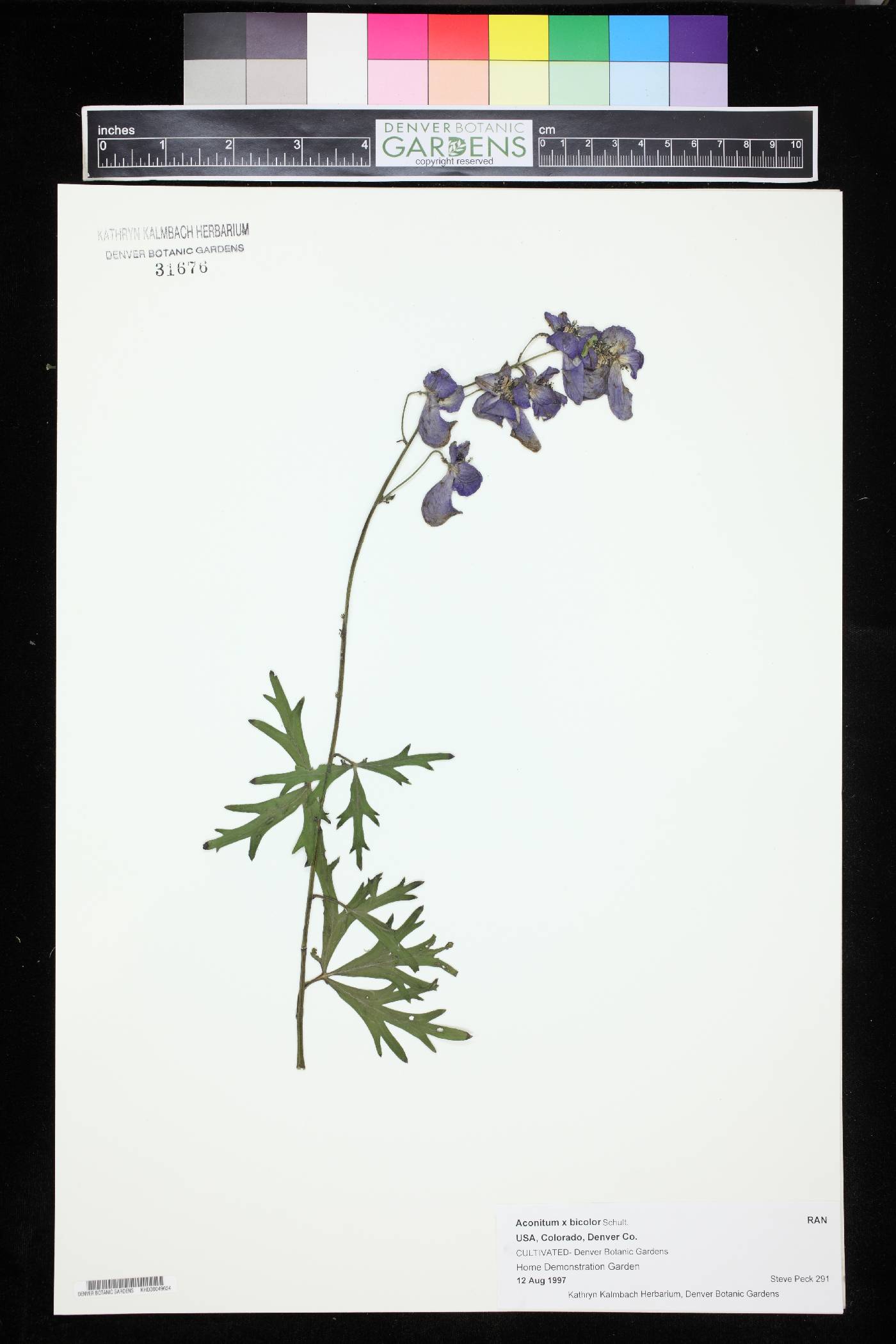 Aconitum bicolor image
