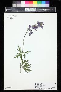 Aconitum bicolor image