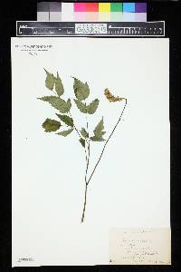 Actaea rubra image