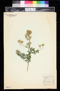 Thalictrum dasycarpum image