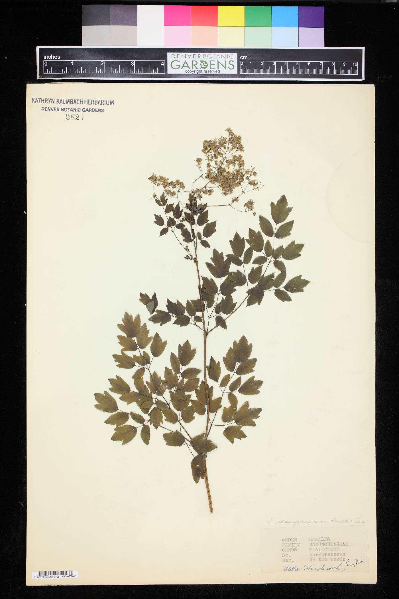 Thalictrum purpurascens image