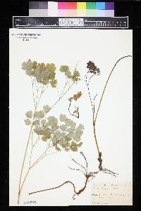 Thalictrum dioicum image