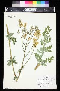 Thalictrum speciosissimum subsp. speciosissimum image