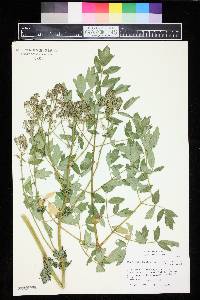 Thalictrum speciosissimum subsp. speciosissimum image