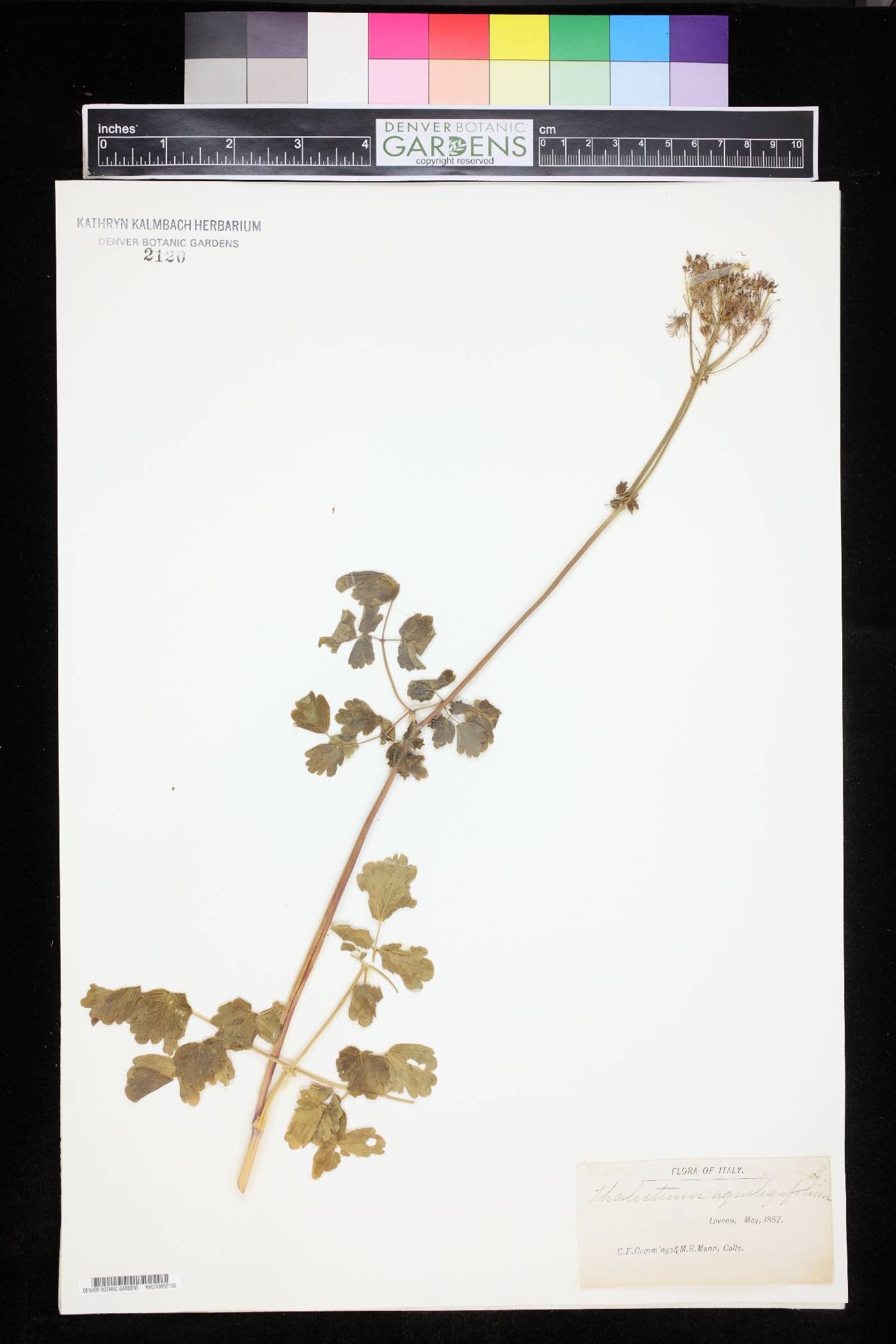 Thalictrum aquilegifolium image