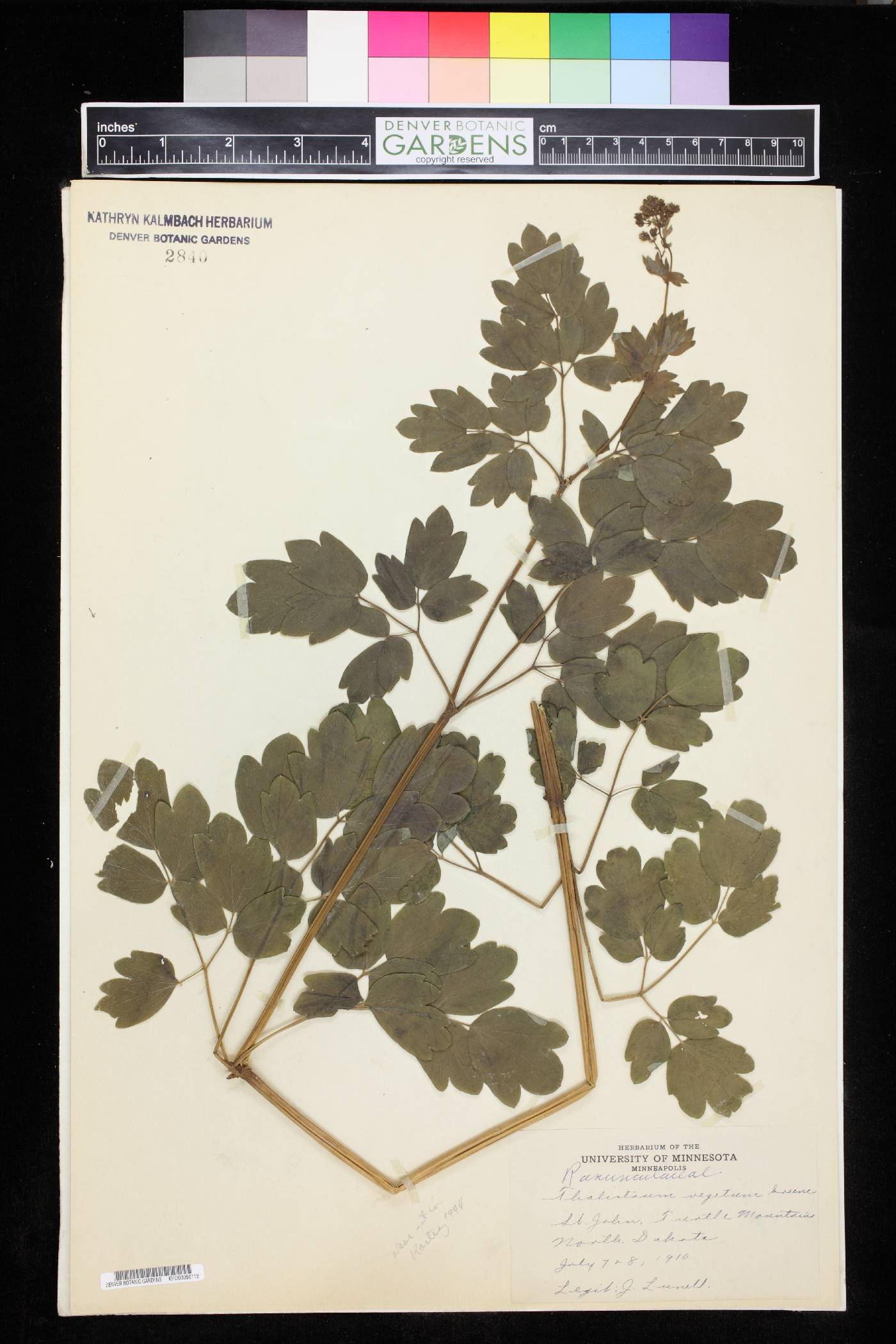 Thalictrum vegetum image