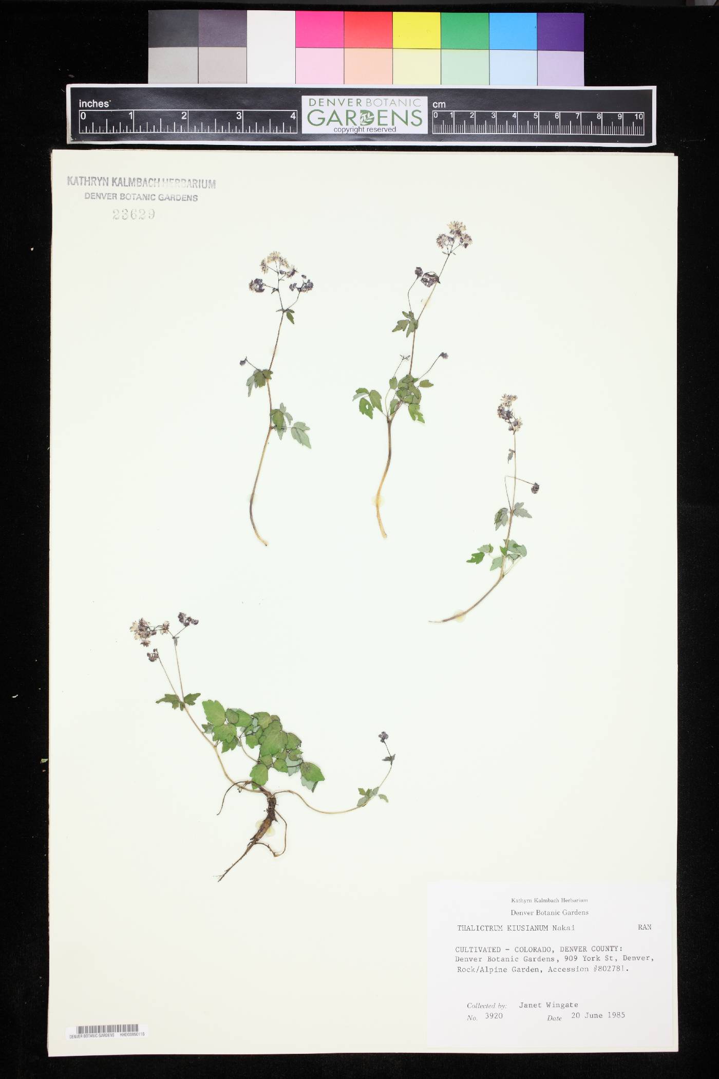 Thalictrum kiusianum image