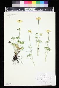 Image of Trollius acaulis