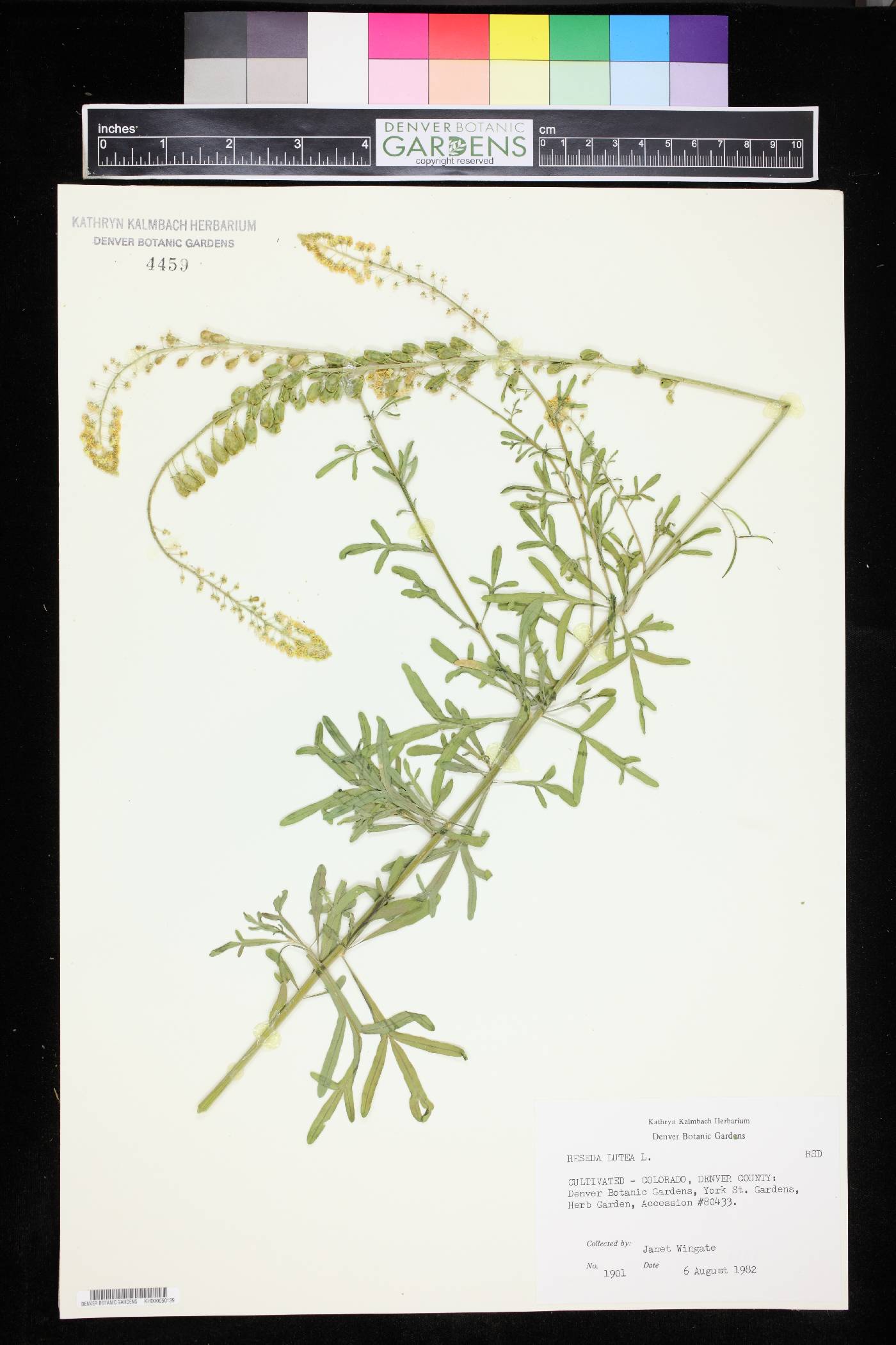 Reseda lutea image