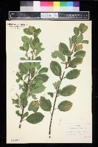 Frangula alnus image