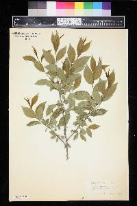 Rhamnus lanceolata image