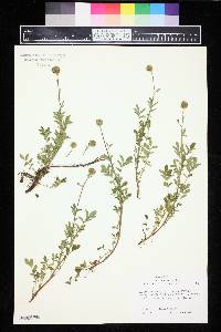 Image of Acaena ovalifolia