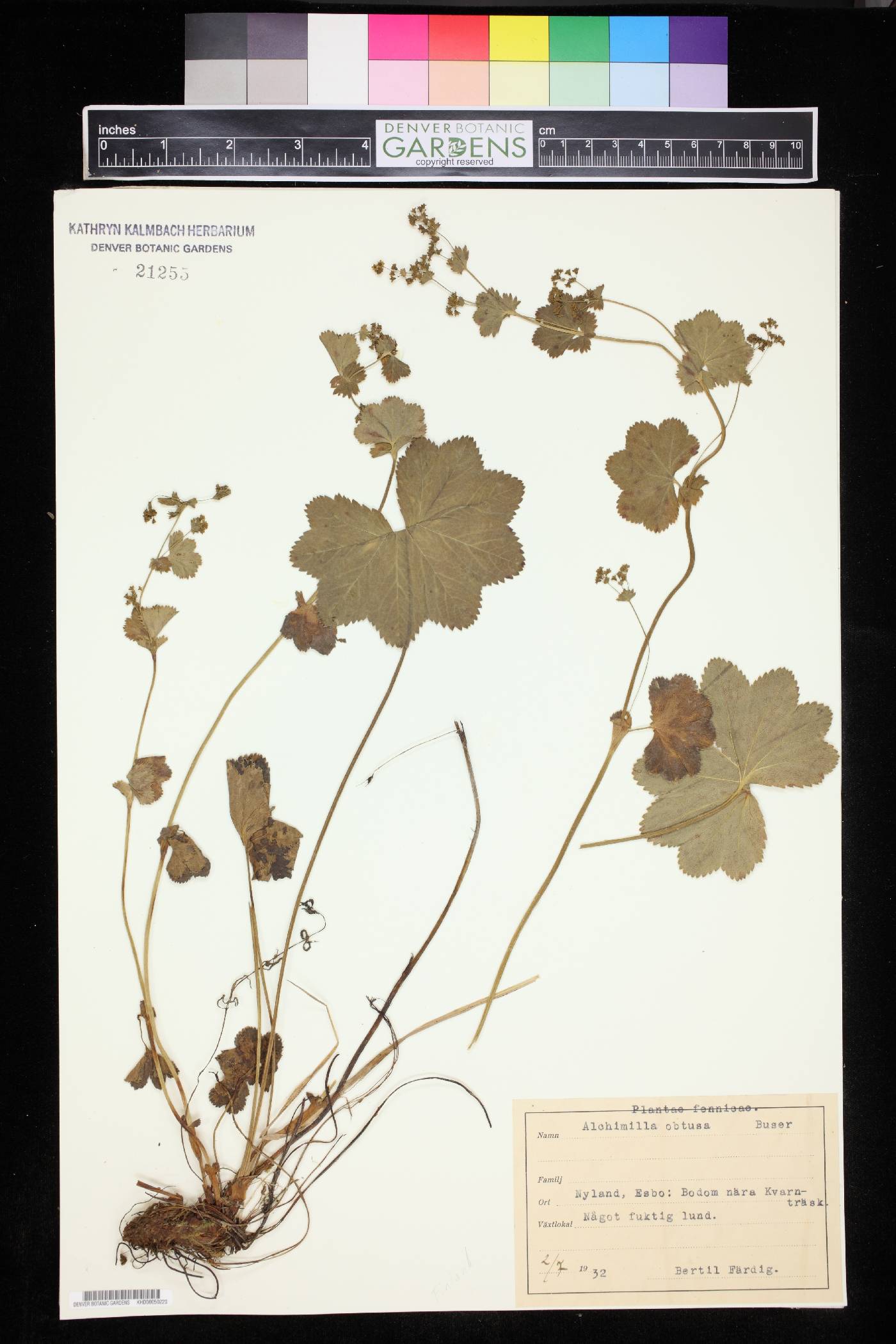 Alchemilla obtusa image