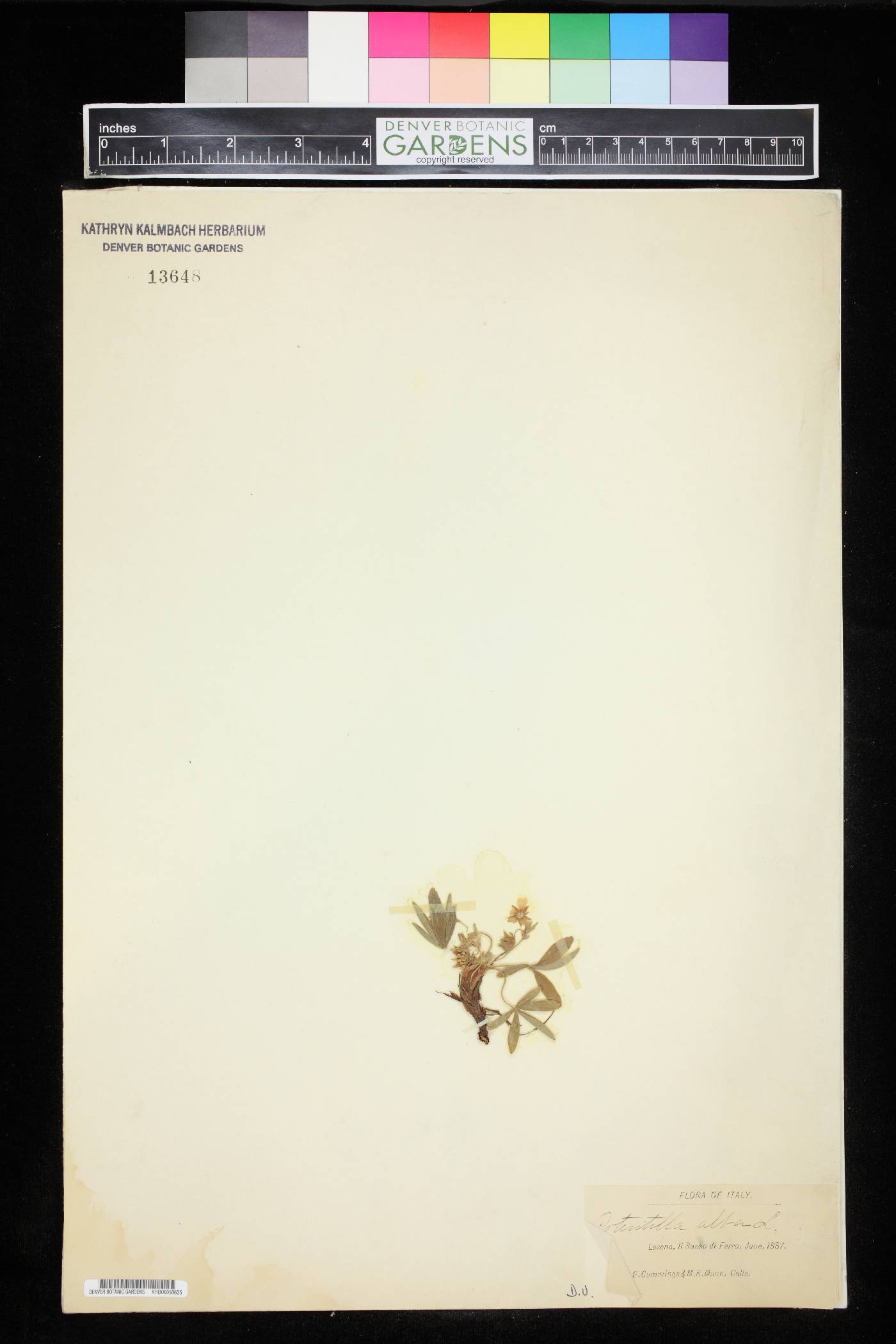 Potentilla alba image