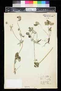 Potentilla atrorubens image