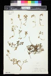 Potentilla fragarioides image