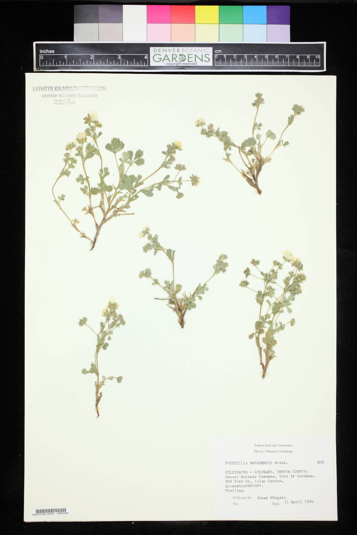 Potentilla nevadensis image