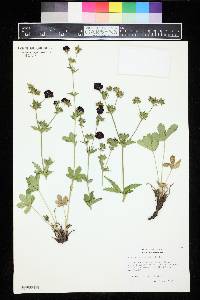 Potentilla thurberi image