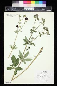 Potentilla thurberi image