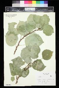 Prunus armeniaca image