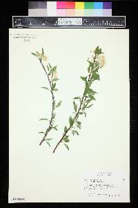 Prunus pensylvanica image