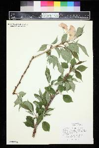 Prunus serrulata image